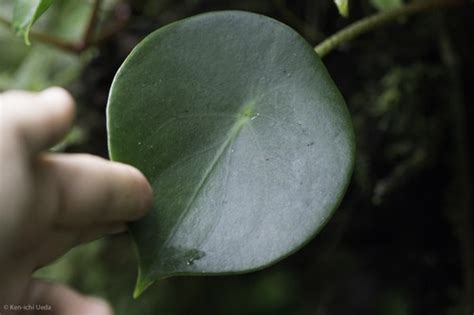 荷葉椒草照顧|荷葉椒草：理想的室內綠意之選 – 植物盆栽綠寶典